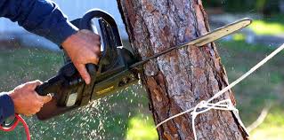 How Our Tree Care Process Works  in  Fort Davis, TX