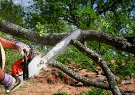 Professional Tree Care Services in Fort Davis, TX