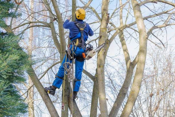  Fort Davis, TX Tree Care Services Pros